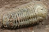 Colorful Austerops Trilobite Fossil - Jorf, Morocco #372418-1